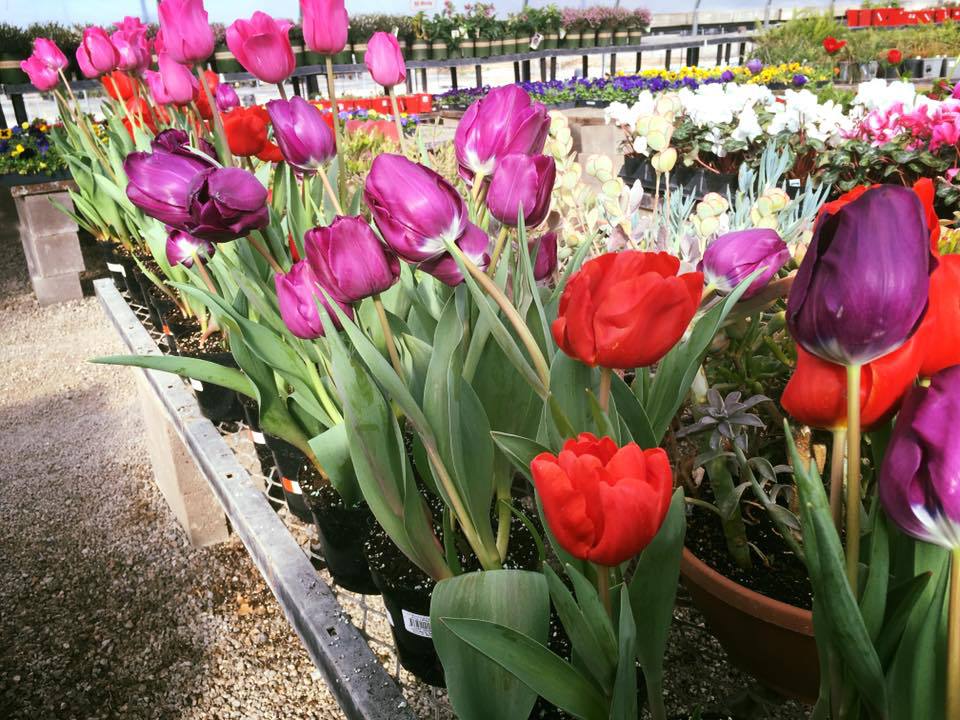 Garden Centers in Albuquerque