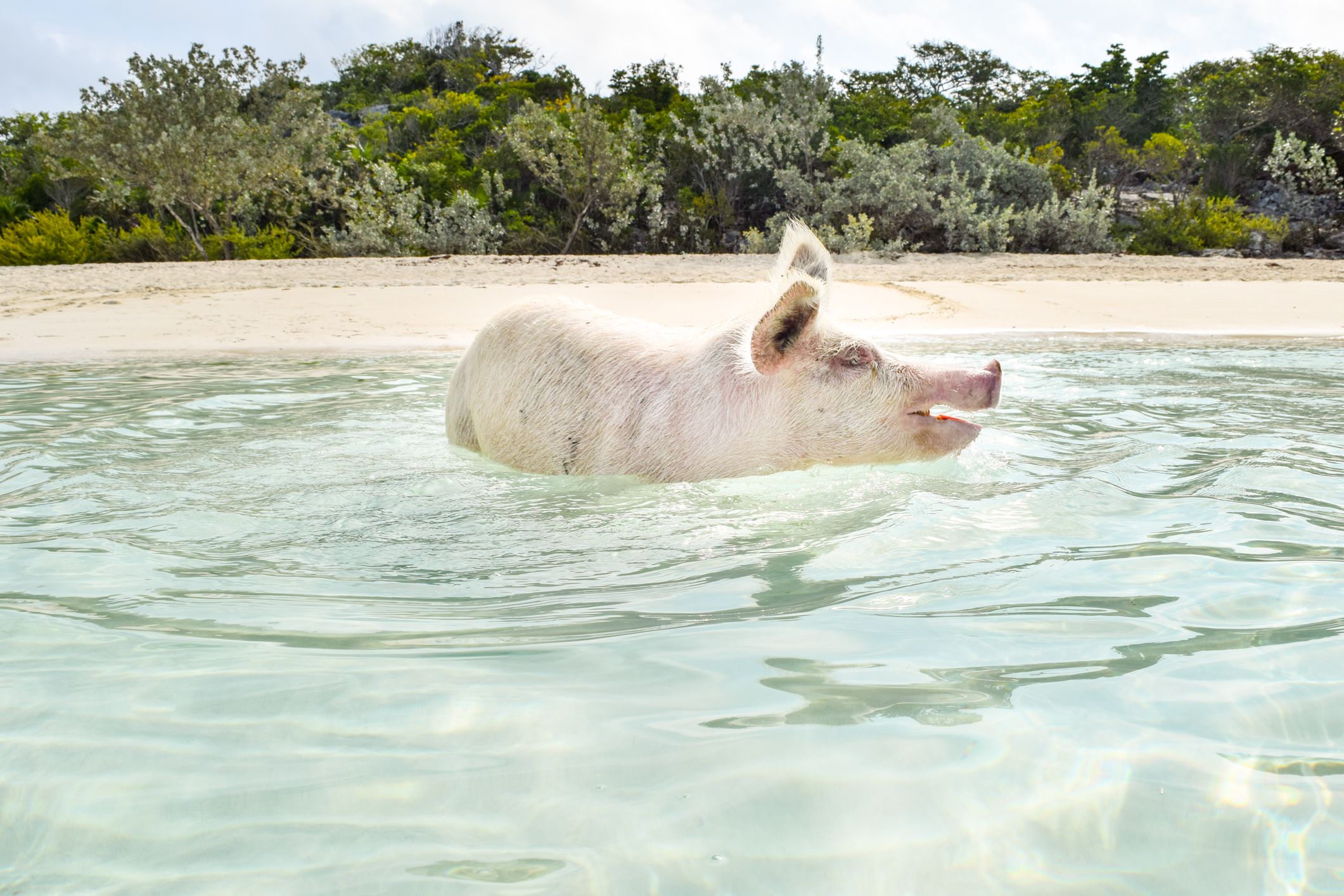 How to Swim With Pigs in the Bahamas